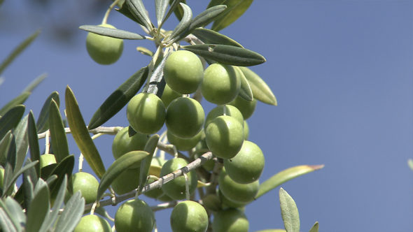 07.オリーブの収穫と出荷。オリーブの漬物と完熟オリーブオイル
