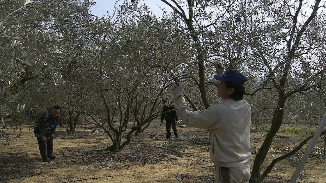 10 オリーブの剪定 小豆島の暮らし 香川県 にっぽん農紀行 ふるさとに生きる