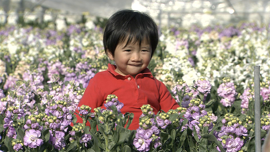 01 南房総の花畑 早春の花摘み 千葉県 にっぽん農紀行 ふるさとに生きる