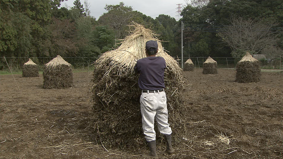 05.落花生の野積み「ボッチ」。落花生を使った郷土料理｜千葉県｜にっぽん農紀行 ふるさとに生きる