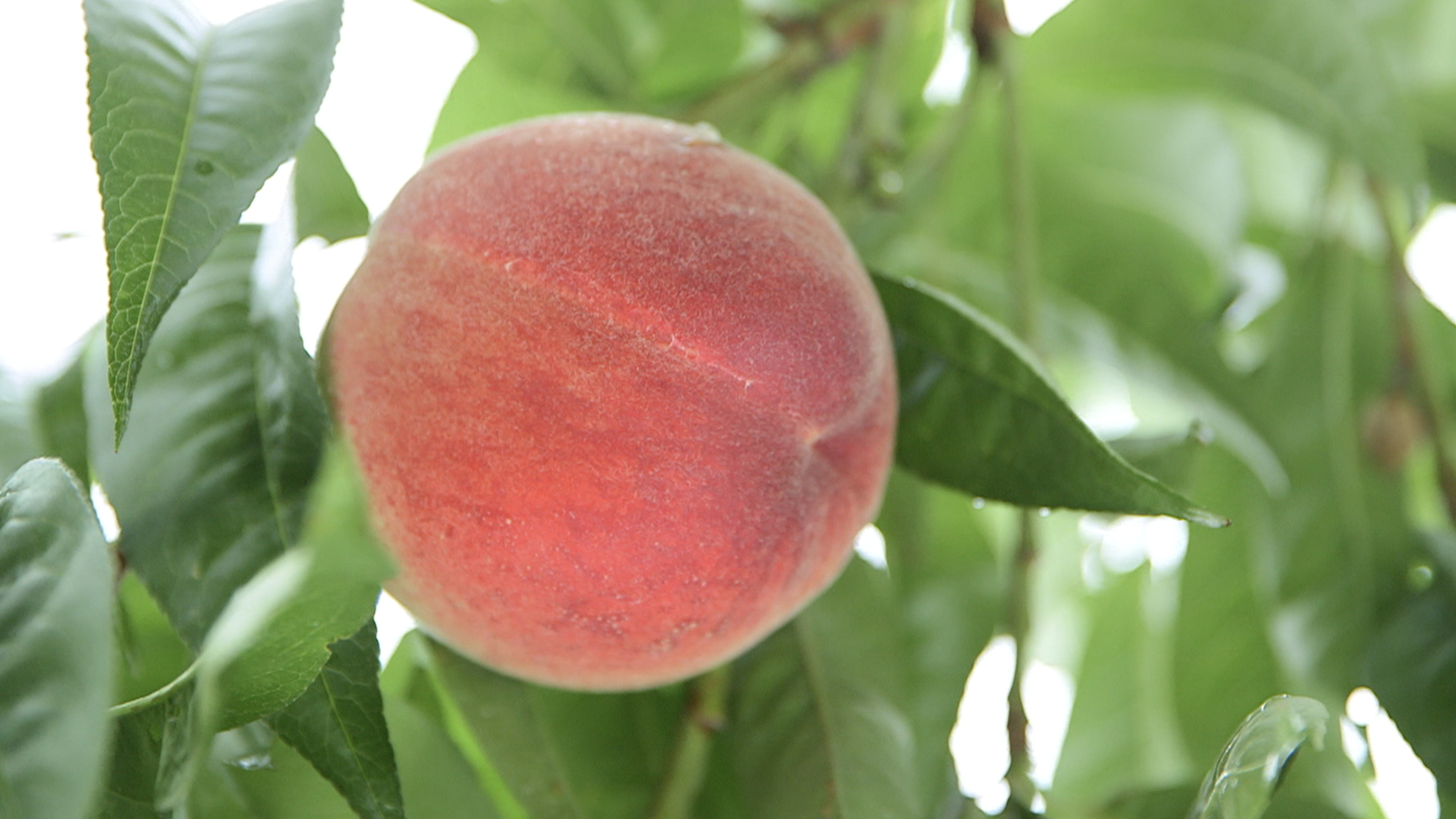 663ba3d86ed0c0ffde960aee96dacc