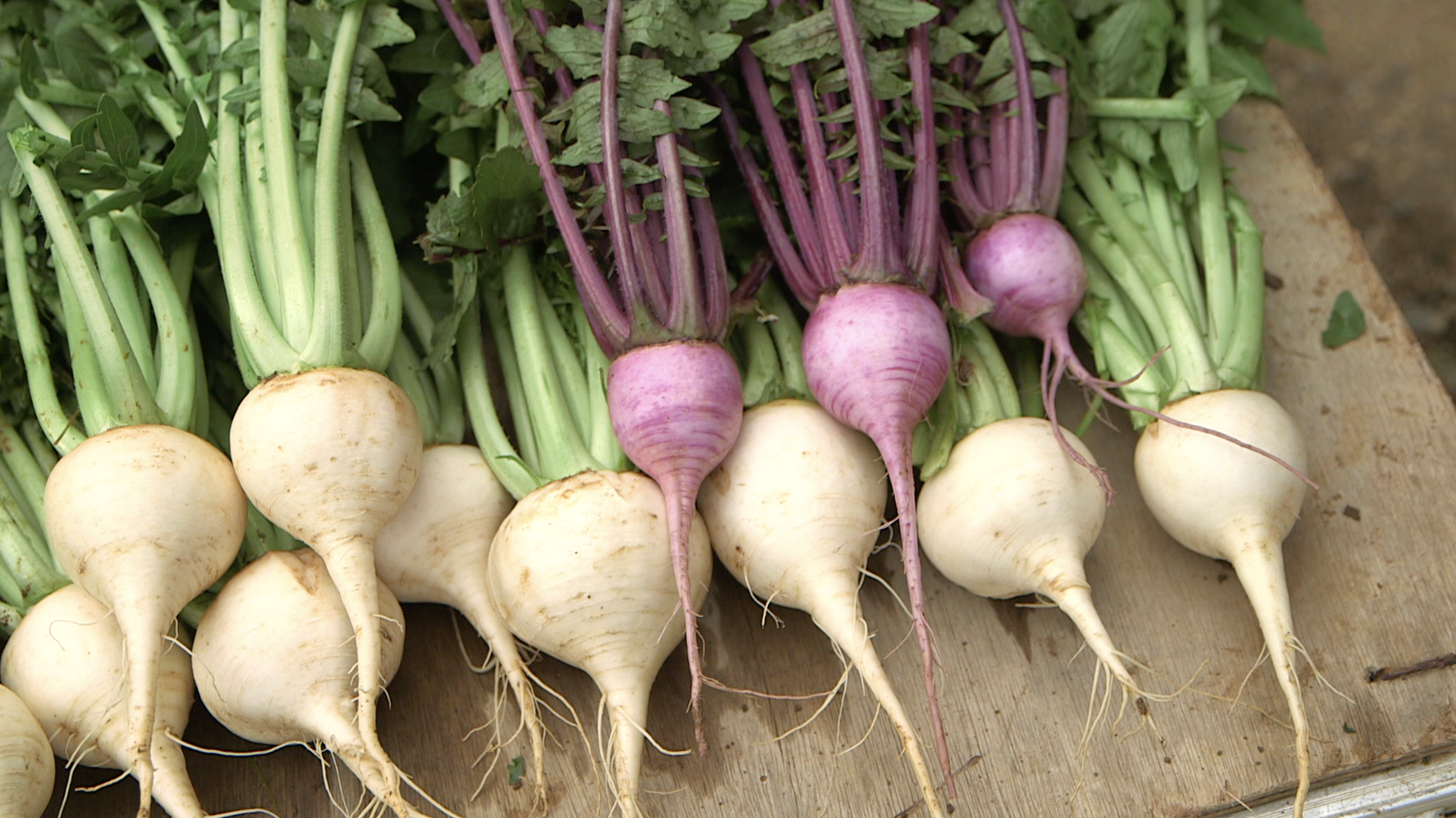 15株 ワラビ 特大 根付き 地下ランナーが 伸びるたび増える！ 15株