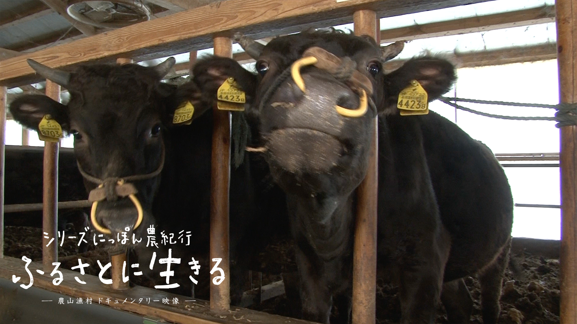 E7.松阪牛（まつさかうし）を育てる肥育農家、共進会への挑戦