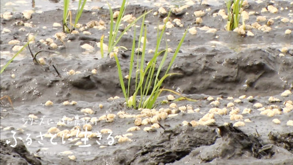 02.農薬・化学肥料に頼らない、有機農業の米作り