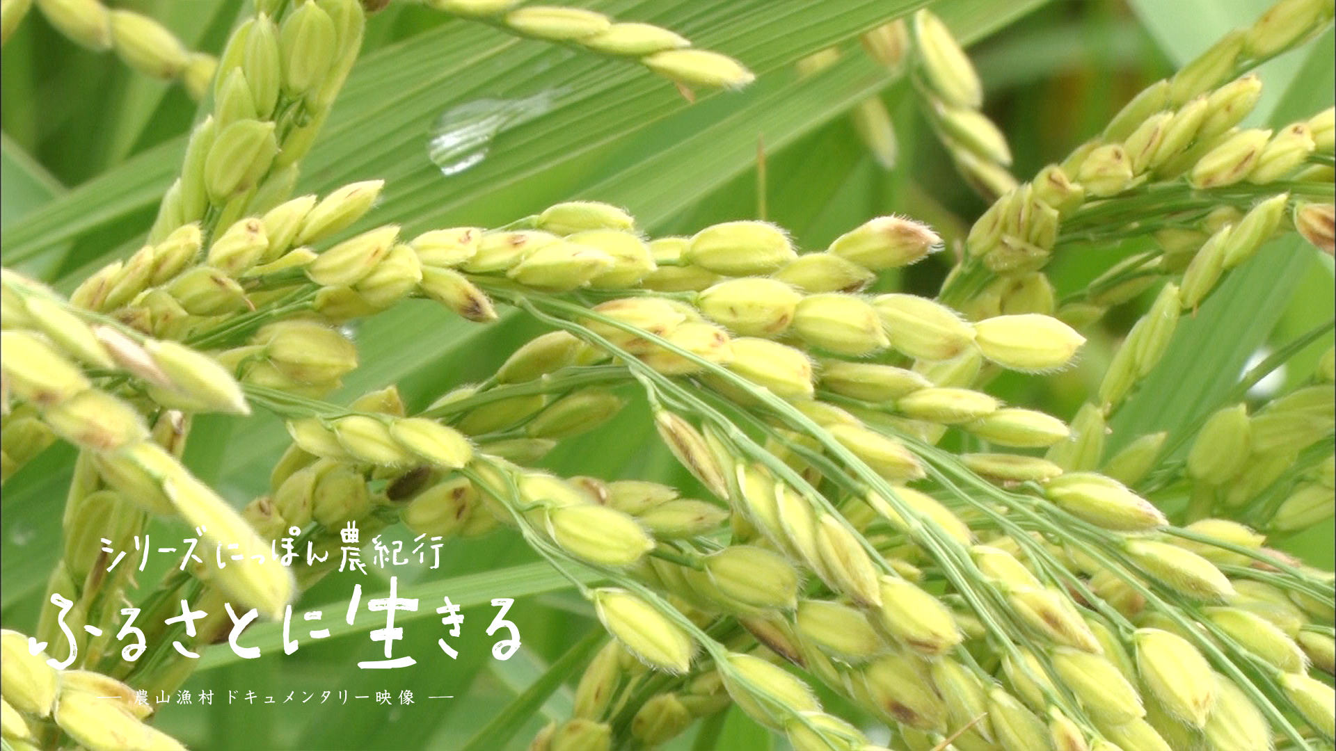 04 夏の田んぼ 育みの季節 滋賀県 にっぽん農紀行 ふるさとに生きる