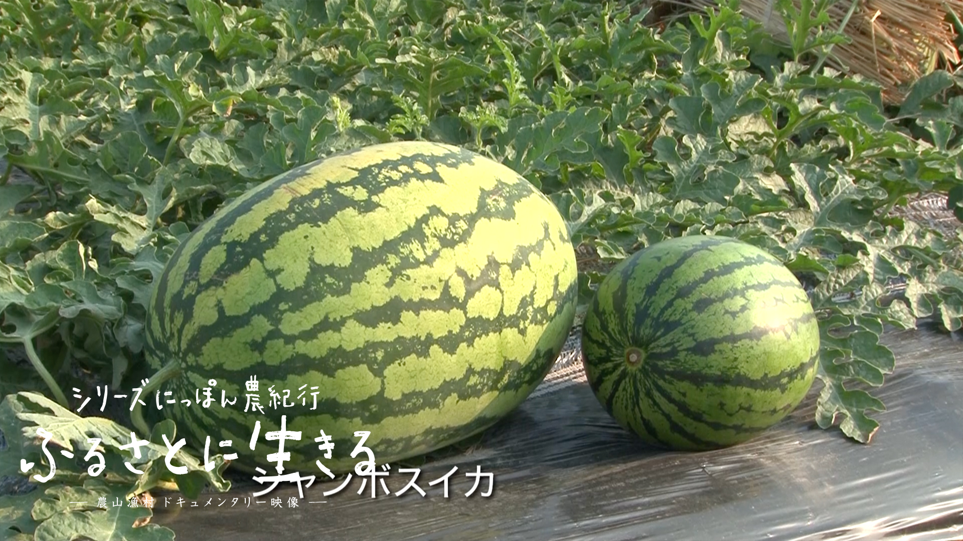 02 入善町の入善ジャンボ西瓜 杉沢の沢スギ 富山県 にっぽん農紀行 ふるさとに生きる