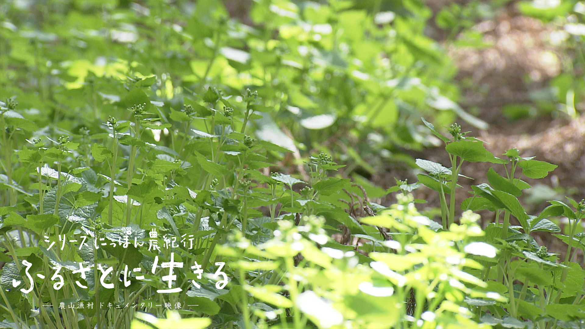 07 日田市の林間わさびと冬の味覚 花わさび 大分県 にっぽん農紀行 ふるさとに生きる