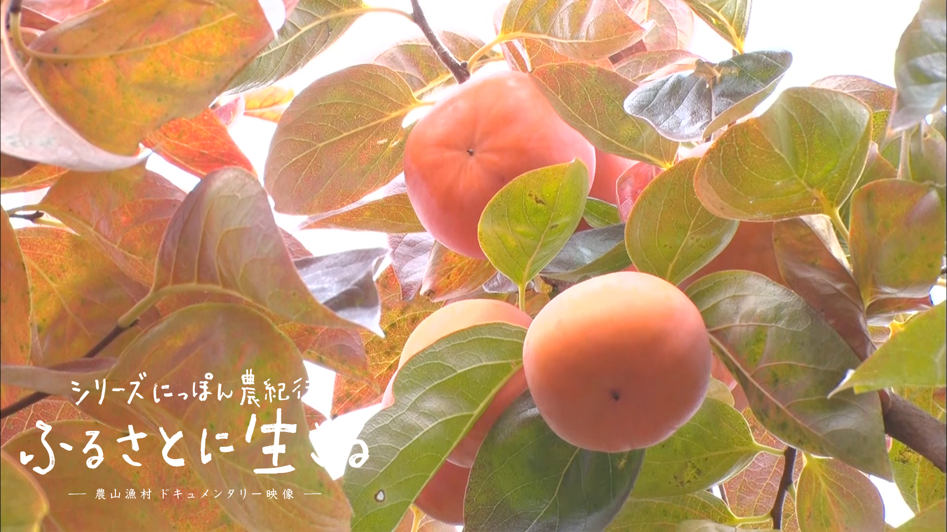 奈良県｜ふるさと映像INDEX｜にっぽん農紀行 ふるさとに生きる