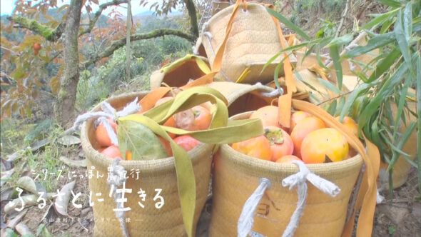 04.富有柿の収穫