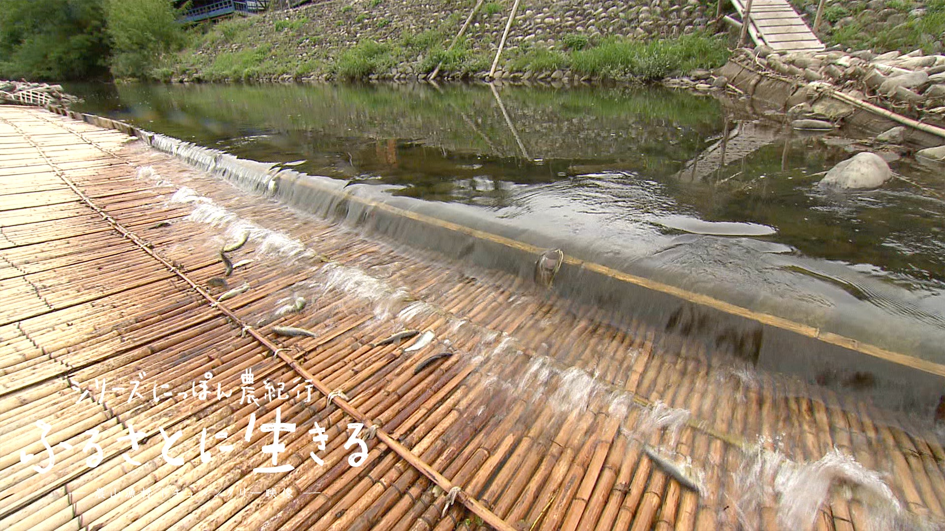 04.揖斐川の伝統漁法、鮎のヤナ漁｜岐阜県｜にっぽん農紀行 ふるさとに生きる