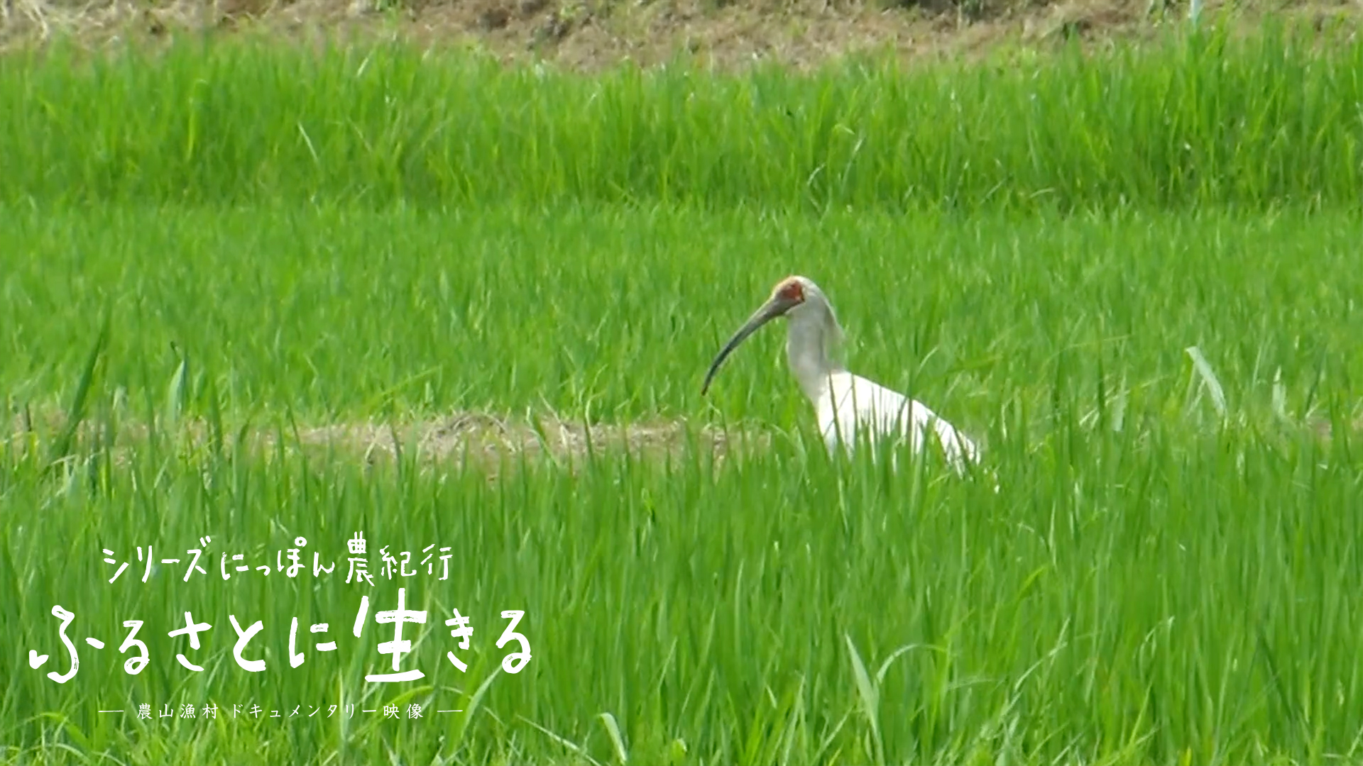 新潟県｜ふるさと映像INDEX｜にっぽん農紀行 ふるさとに生きる
