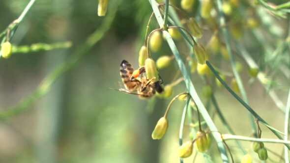 アスパラガスの花に集まるハチ
