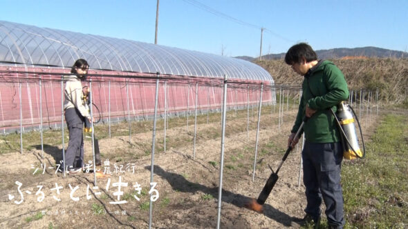 02福島県のアスパラガス栽培と生産農家の挑戦