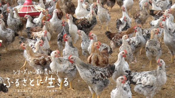 05歴史の重みを感じる「会津地鶏」の味
