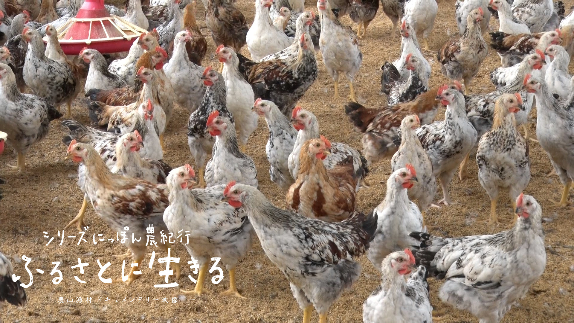 05歴史の重みを感じる「会津地鶏」の味|福島県|にっぽん農紀行 ふるさとに生きる