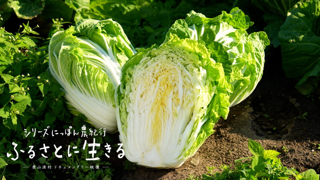 胴回りが丸い「仙台白菜」