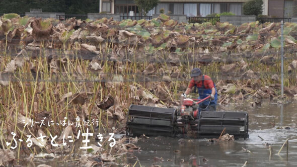 06夏から冬まで長きにわたるレンコンの収穫、生産者の思い