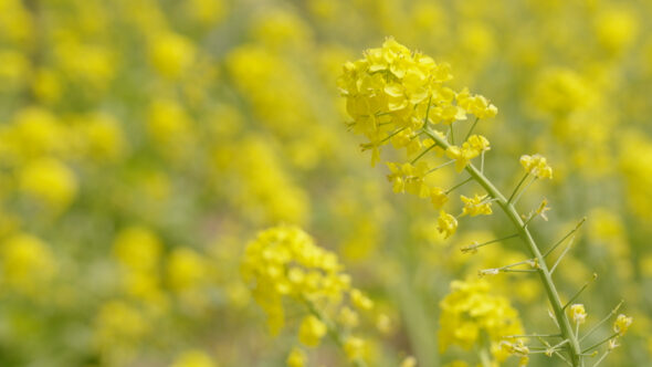 朴島の菜の花