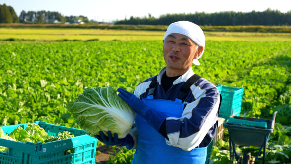 「仙台白菜」を育てる遠藤さん