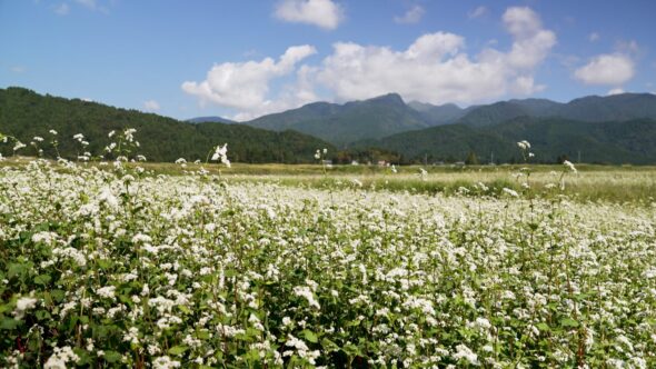 白い花が一面に咲きほこる10月頃のソバ畑