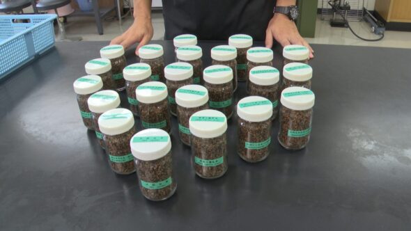 福井県食品加工研究所に保存されている20種類以上の在来種