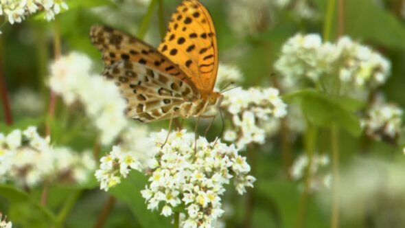 チョウによる受粉の様子