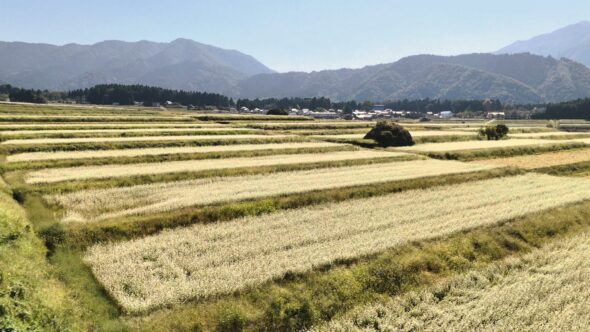 ソバ栽培が盛んな大野市のソバ畑