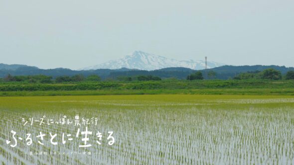初夏の秋田平野で「田植え」が行われる