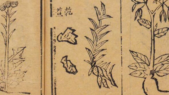 400年以上前の医学書「本草綱目」にもショウガは百邪を防ぐと書かれている