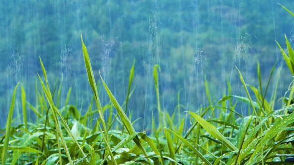 乾燥を嫌うショウガには水やりが欠かせない